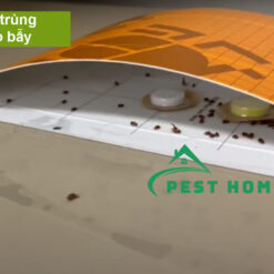 Bọ mọt bị thu hút côn trùng vào bẫy New serrico