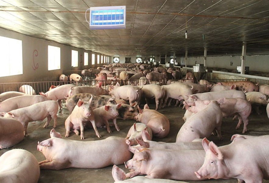 Đèn bắt côn trùng cho trang trại chăn nuôi heo