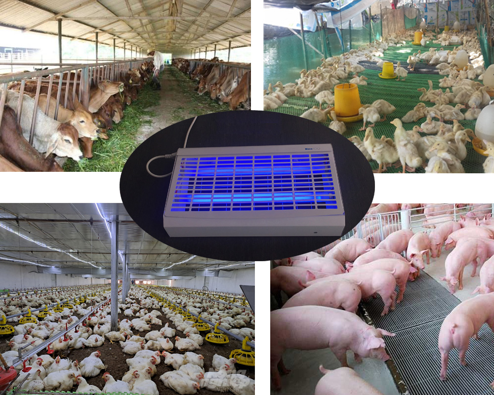 Đèn bắt muỗi côn trùng cho chăn nuôi Maxx 100