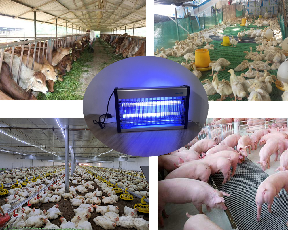 Đèn bắt muỗi côn trùng cho chăn nuôi Maxx 80E