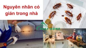 Nguyên nhân có gián trong nhà
