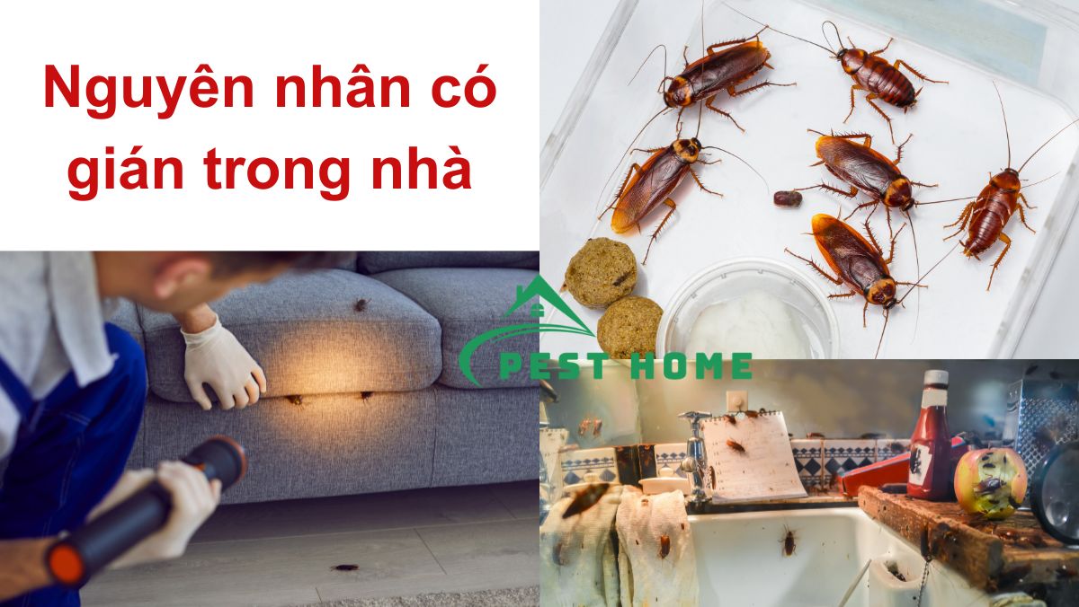 Nguyên nhân có gián trong nhà