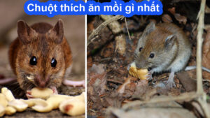Chuột thích ăn mồi gì nhất
