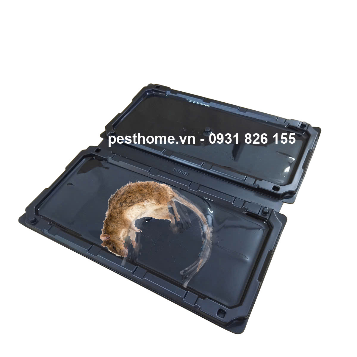 Keo dính chuột bằng nhựa