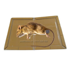 Keo bẫy chuột bằng giấy