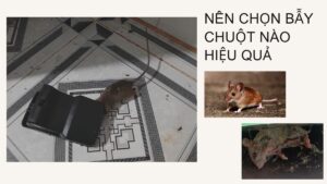 Nên chọn loại bẫy chuột nào hiệu quả