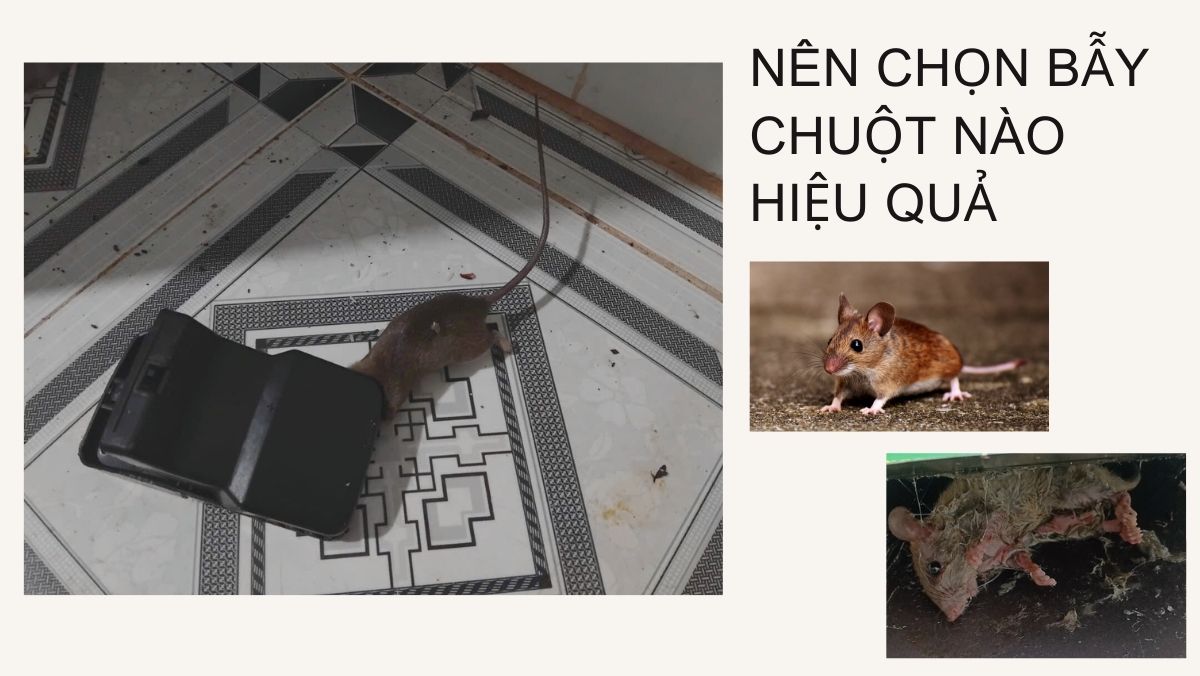 Nên chọn loại bẫy chuột nào hiệu quả