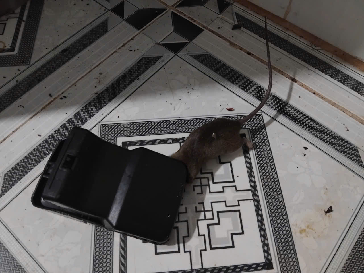 Bẫy chuột hàm cá sấu bẫy kẹp chuột