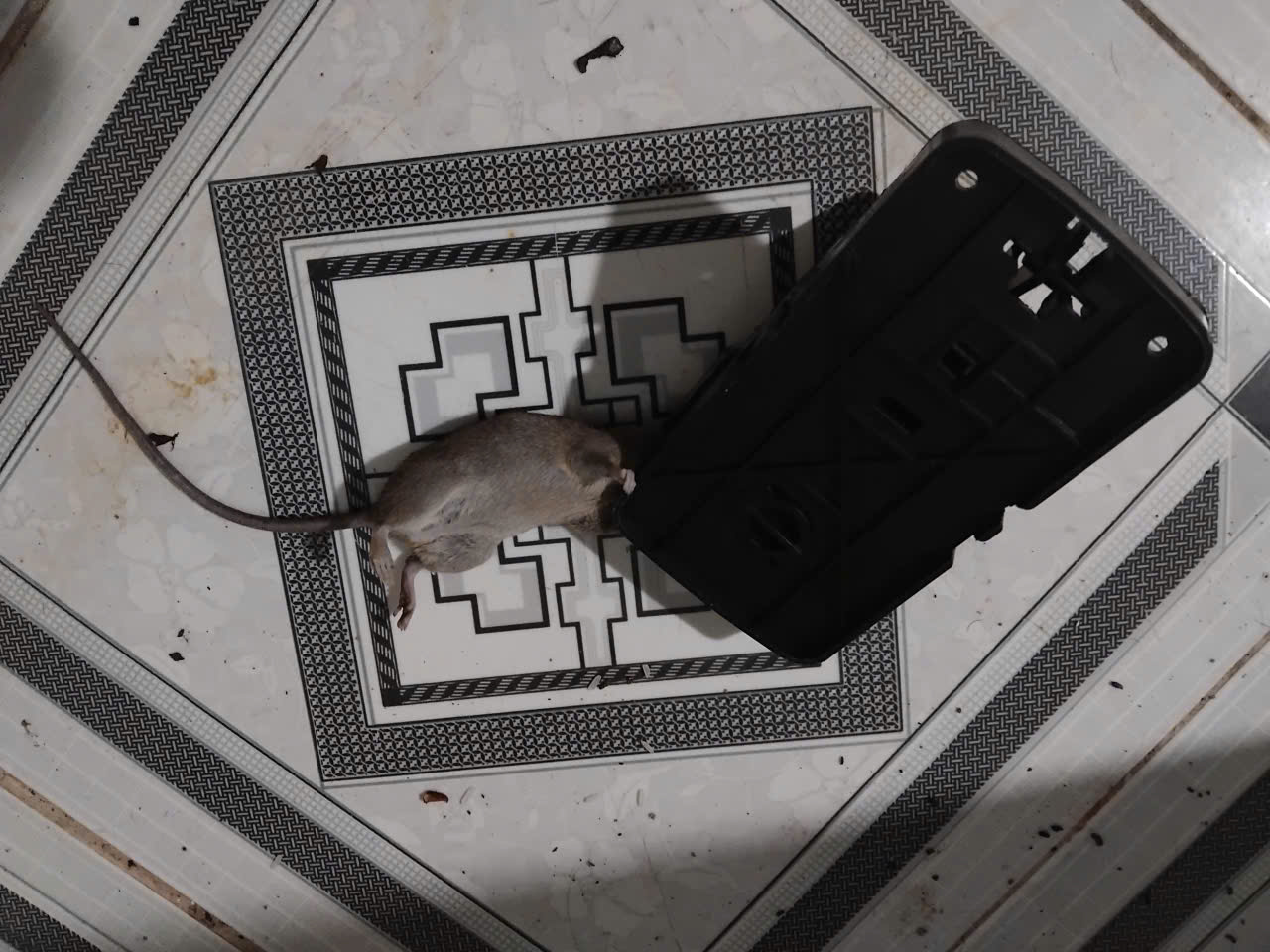 Bẫy chuột hàm cá sấu