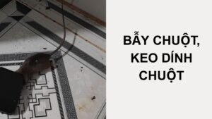 Bẫy Chuột Hiệu Quả – Top 7 Loại Bẫy Chuột