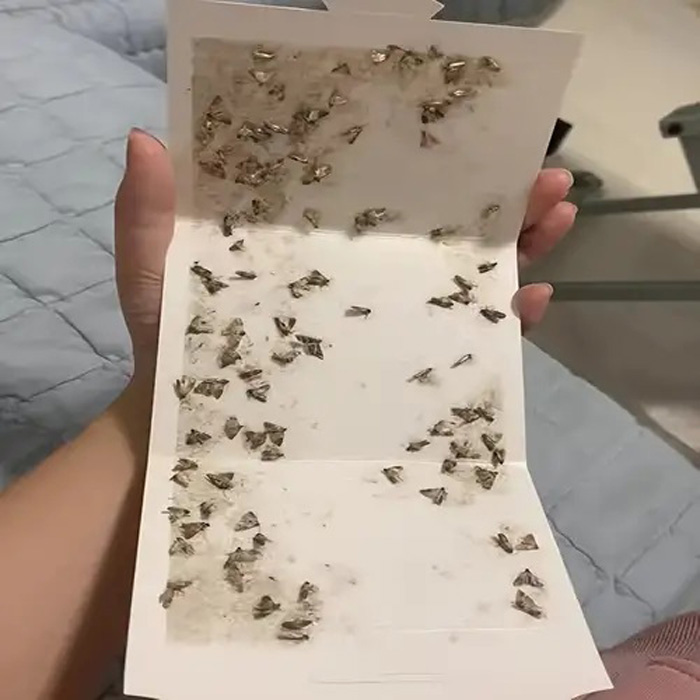 Bẫy con ngài bướm đêm