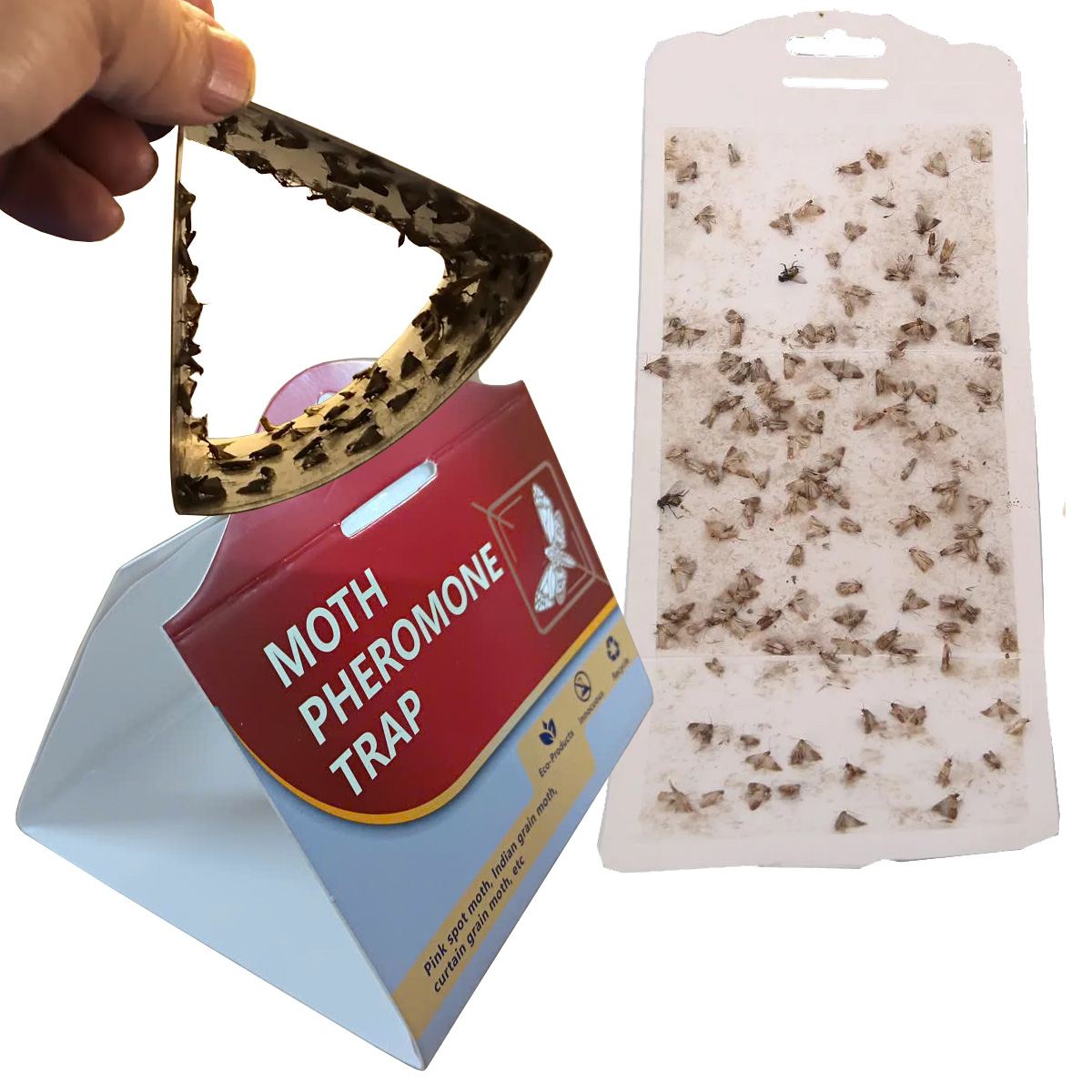 Bẫy ngài bướm đêm Ấn Độ Moth Pheromone Trap