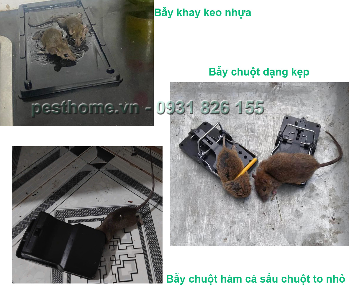 Các loại bẫy chuột hiện nay