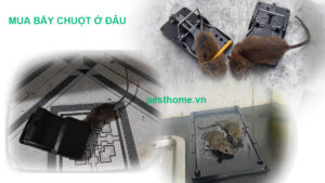 mua bẫy chuột ở đâu