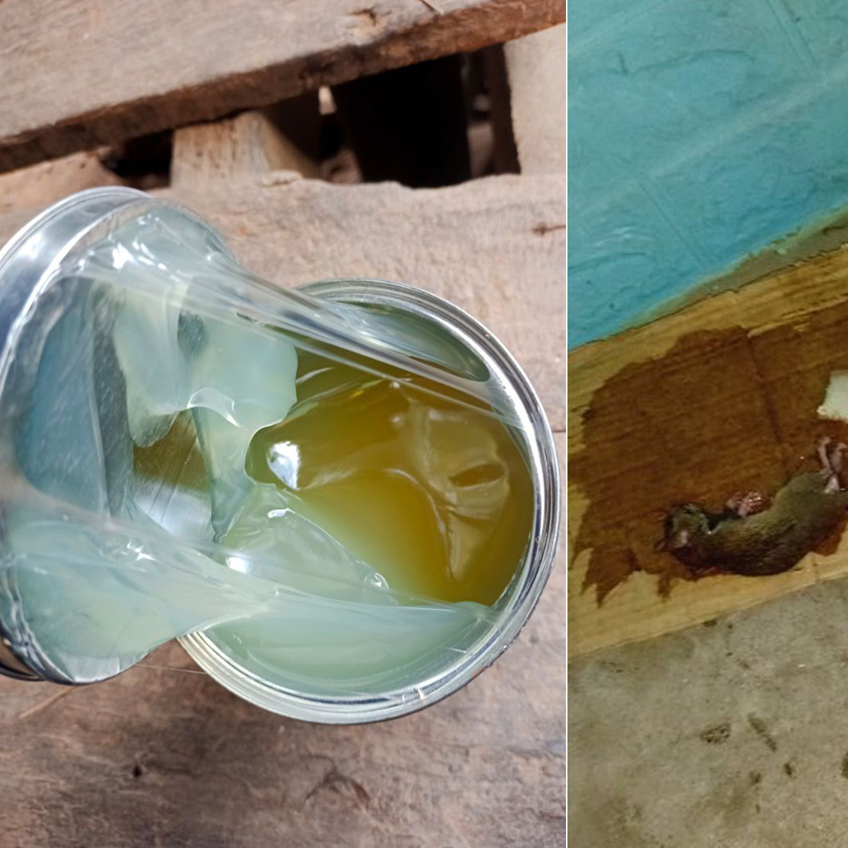 Keo bẫy chuột có độc hại con người không