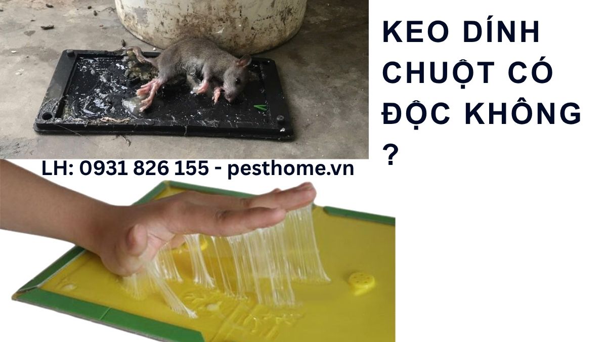 Keo dính chuột có độc không