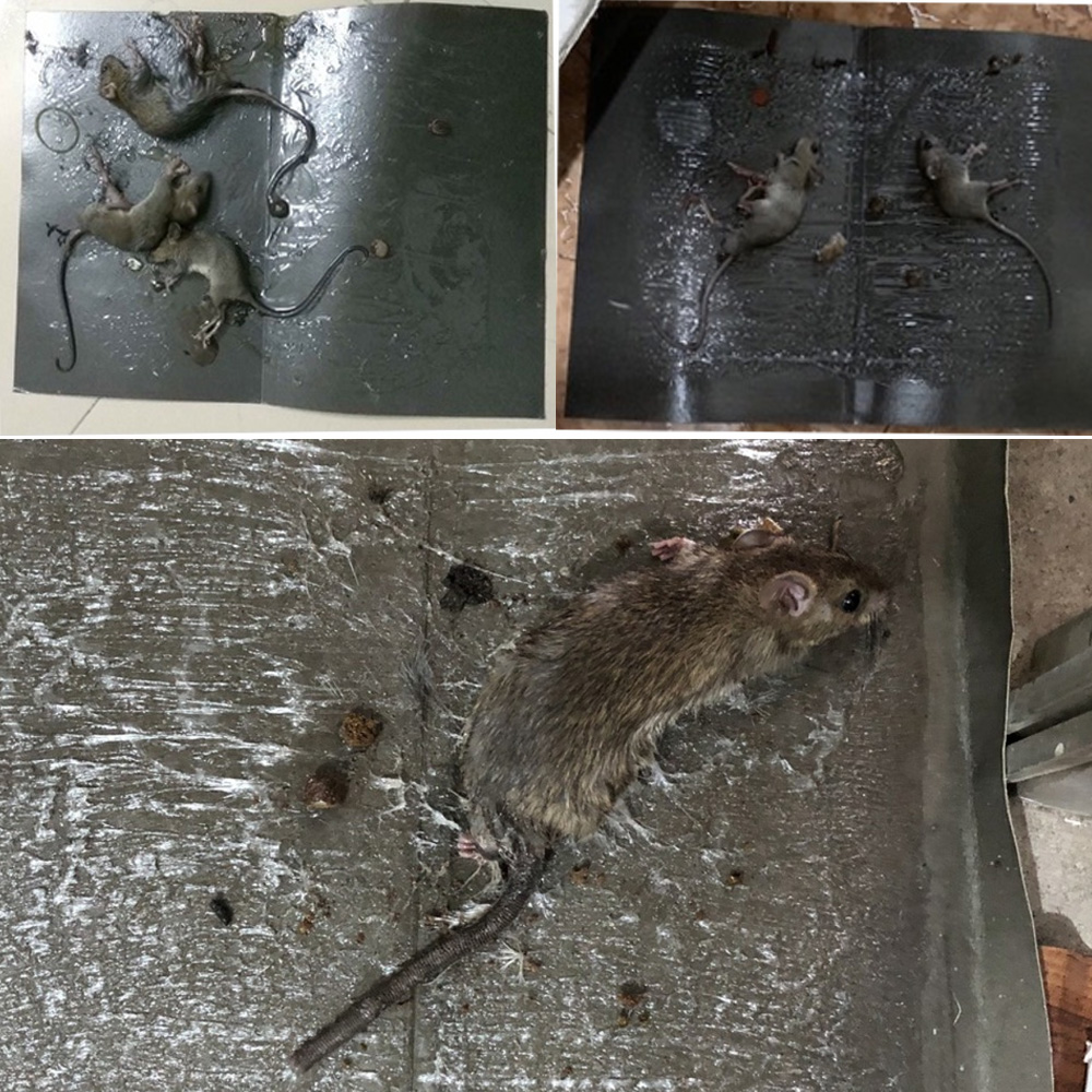 Keo dính chuột dạng bìa giấy