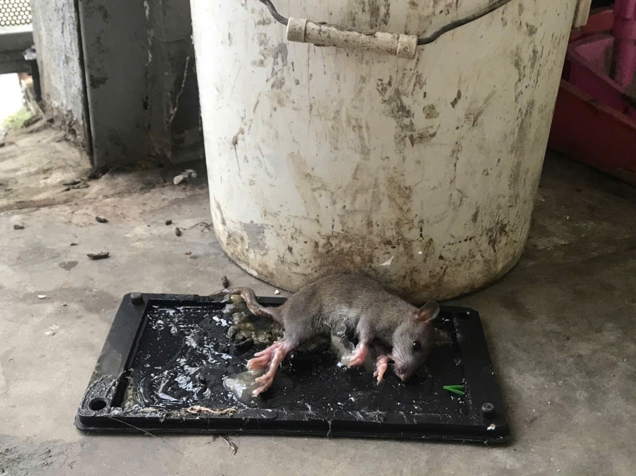 Keo dính chuột dạng vỉ nhựa