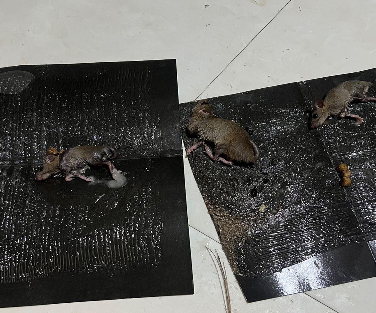 Miếng dính chuột an toàn cho người dùng