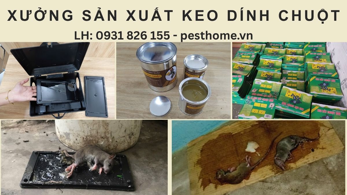 Xưởng sản xuất keo dính chuột