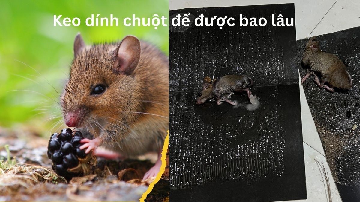 Keo dính chuột để được bao lâu