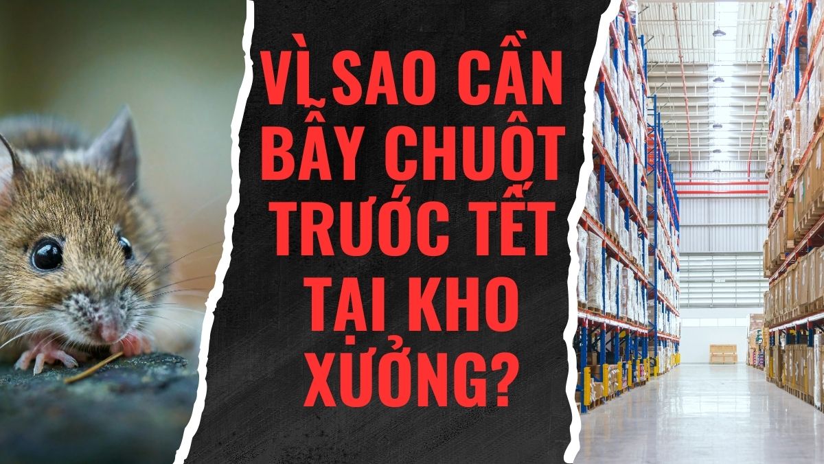 Vì sao cần bẫy chuột trước Tết tại kho xưởng