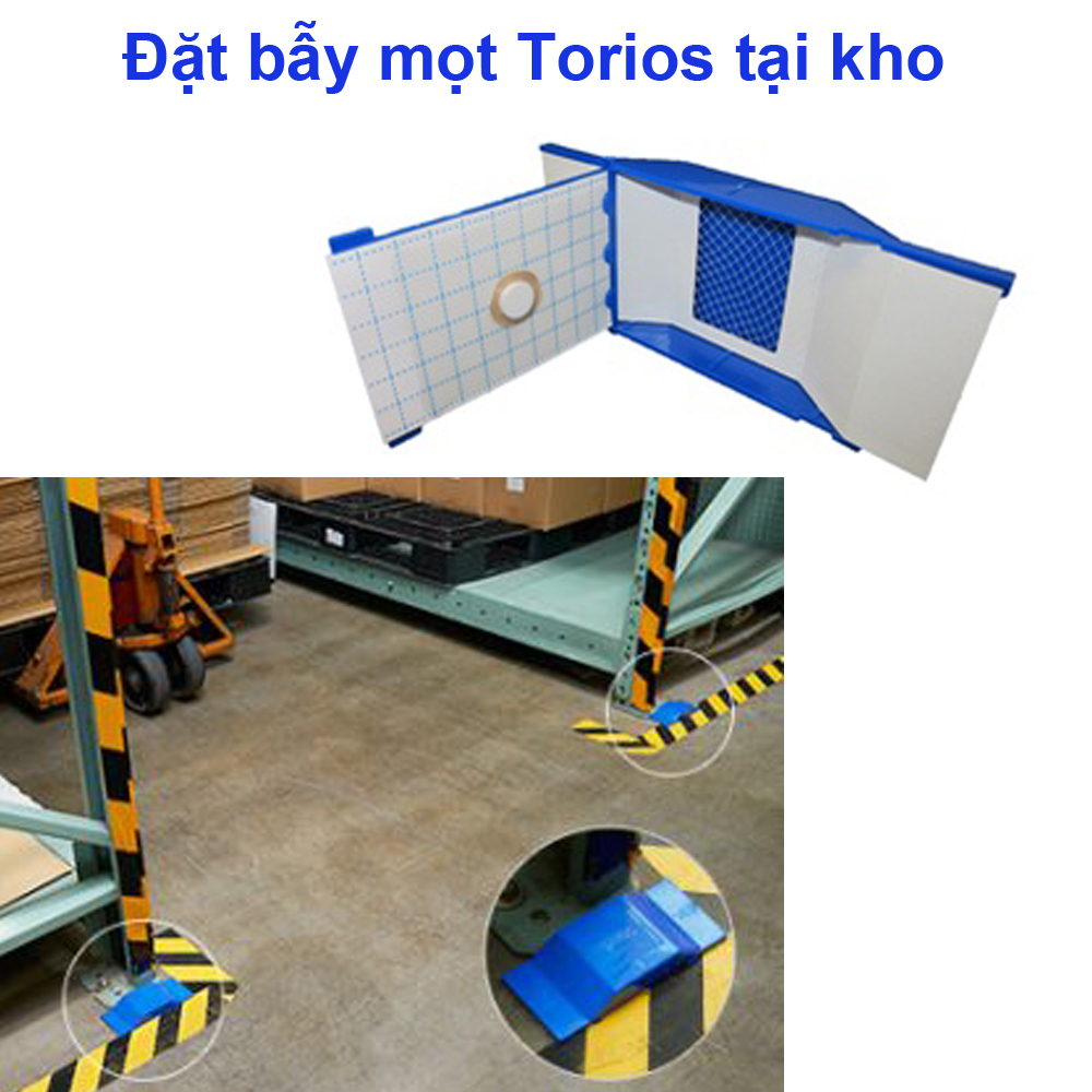 Vị trí đặt bẫy mọt