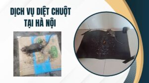 Dịch vụ diệt chuột tại Hà Nội