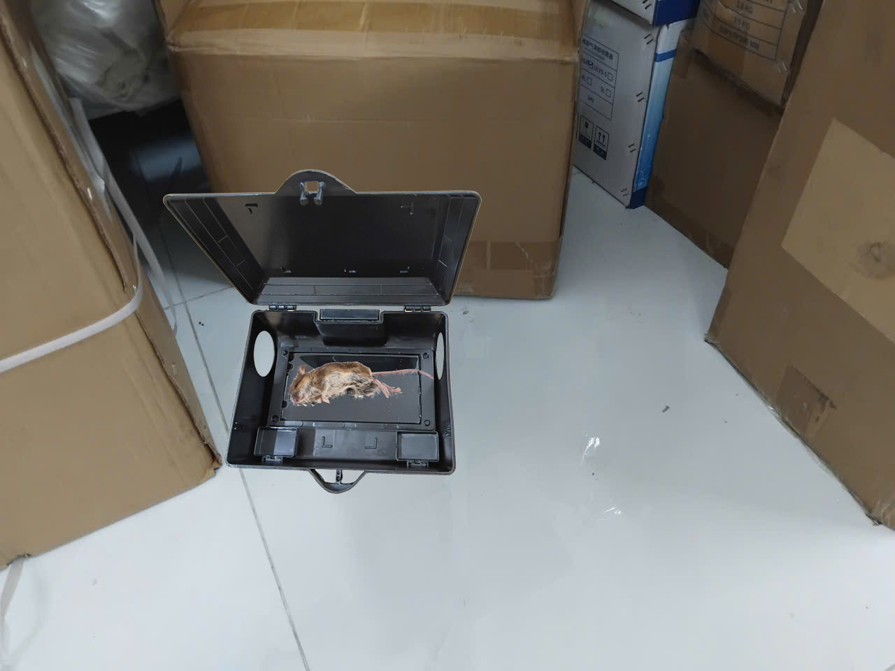Công ty diệt chuột ở Hà Nội
