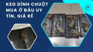 keo dính chuột mua ở đâu