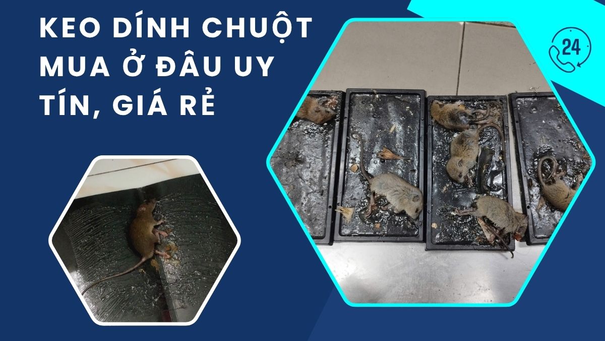 keo dính chuột mua ở đâu