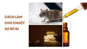Cách làm cho chuột sợ bỏ đi