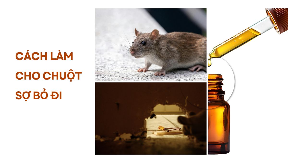 Cách làm cho chuột sợ bỏ đi