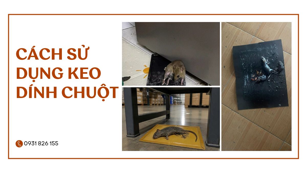 Cách Sử Dụng Keo Dính Chuột