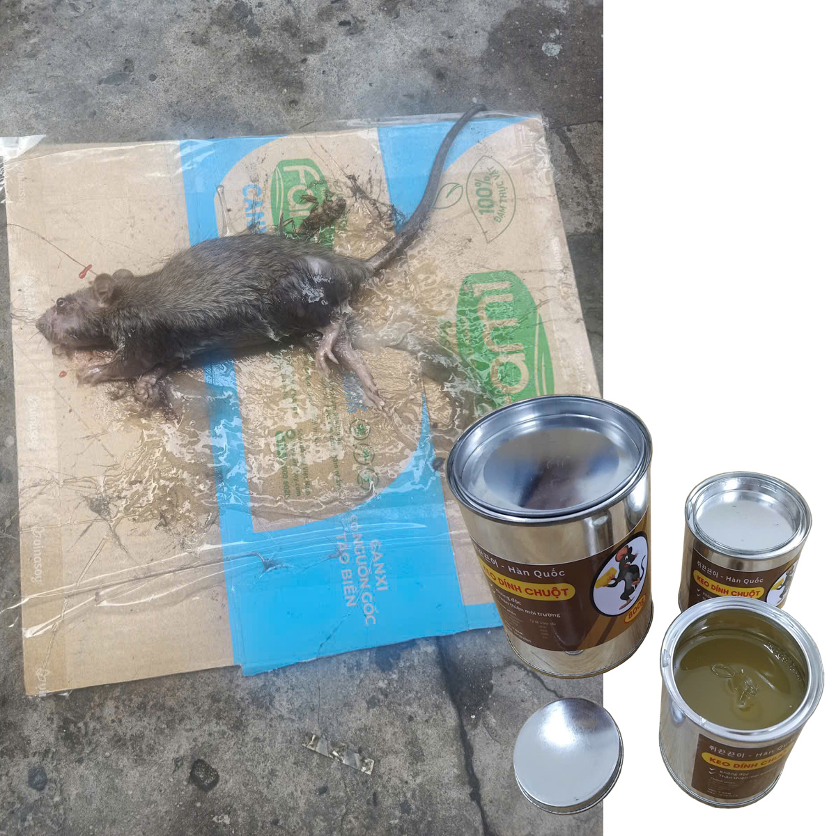 Cách sử dụng Lon keo dính chuột