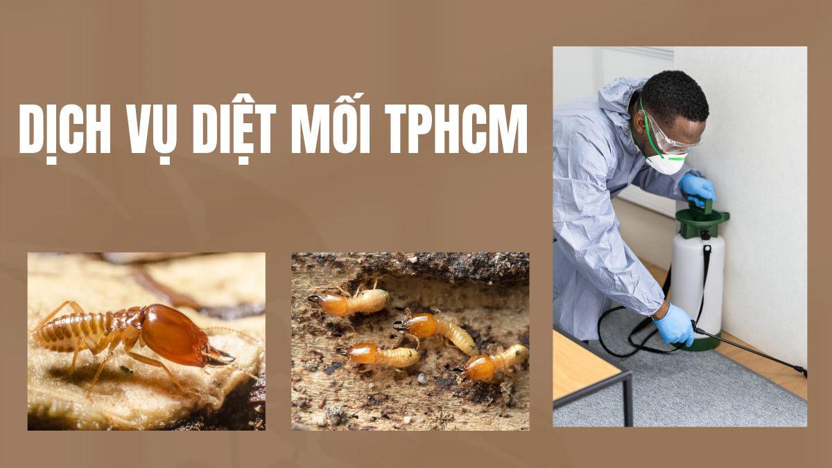 Dịch vụ diệt mối TPHCM