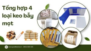 Tổng hợp 4 loại keo bẫy mọt