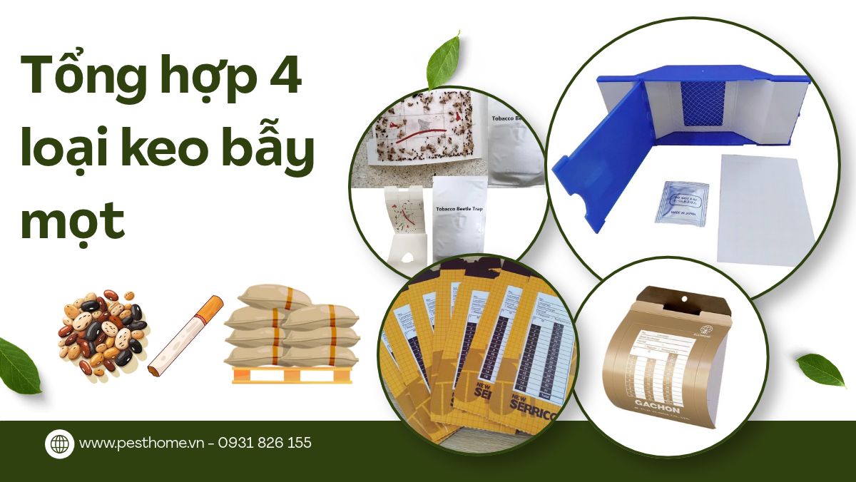 Tổng hợp 4 loại keo bẫy mọt